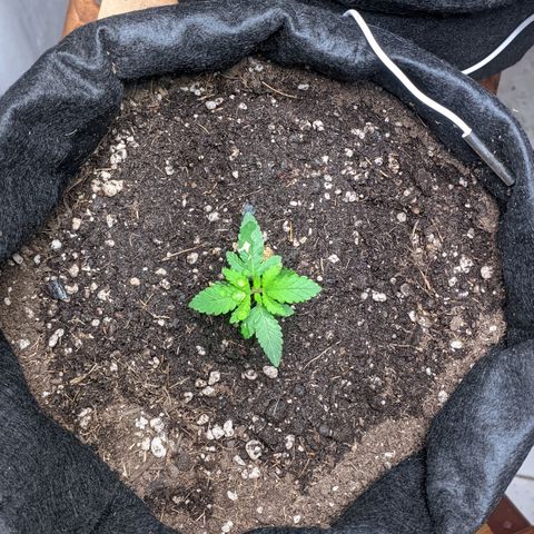 Gelato #2 growlog photo: Transplante para o vaso final 7L