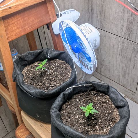 Gelato #2 growlog photo: Transplante para o vaso final 7L