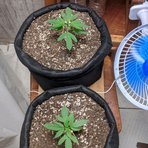 Gelato #2 growlog photo: Regando apenas com água, hj fiz um gerador de Co2 caseiro