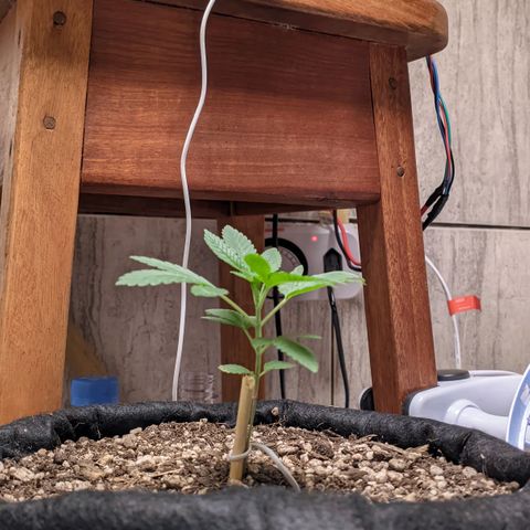 Gelato #2 growlog photo: Regando apenas com água, hj fiz um gerador de Co2 caseiro