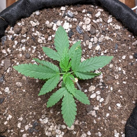 Gelato #2 growlog photo: Regando apenas com água, hj fiz um gerador de Co2 caseiro