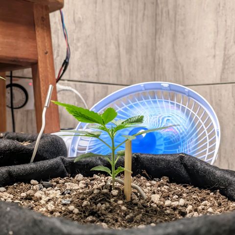 Gelato #2 growlog photo: Regando apenas com água, hj fiz um gerador de Co2 caseiro