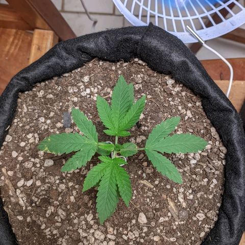 Gelato #2 growlog photo: Regando apenas com água, hj fiz um gerador de Co2 caseiro