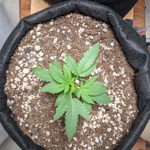 Gelato #2 growlog photo: Só água até agora 