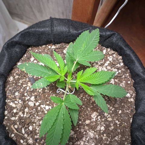 Gelato #2 growlog photo: Só água até agora 