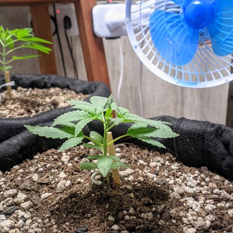Gelato #2 growlog photo: Só água até agora 