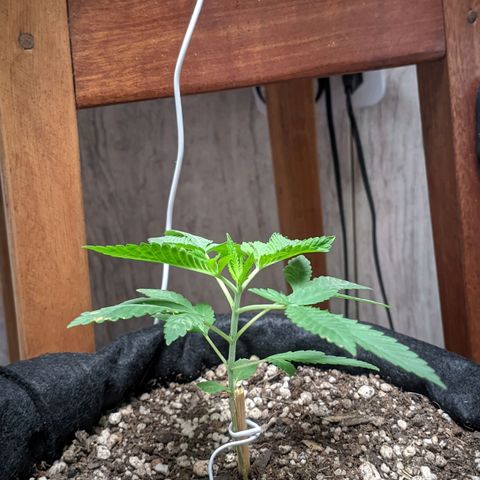 Gelato #2 growlog photo: Só água até agora 