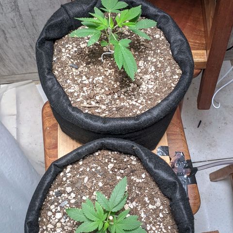 Gelato #2 growlog photo: Só água até agora 