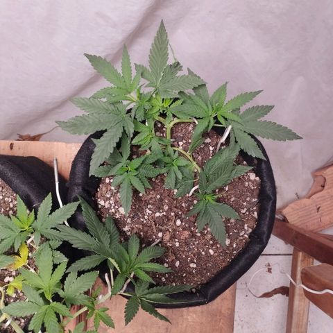 Gelato #2 growlog timeline photo