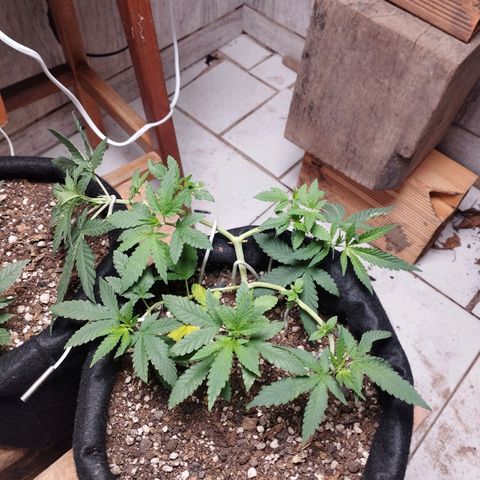 Gelato #2 growlog timeline photo