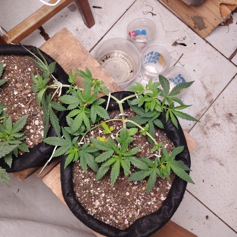 Gelato #2 growlog timeline photo