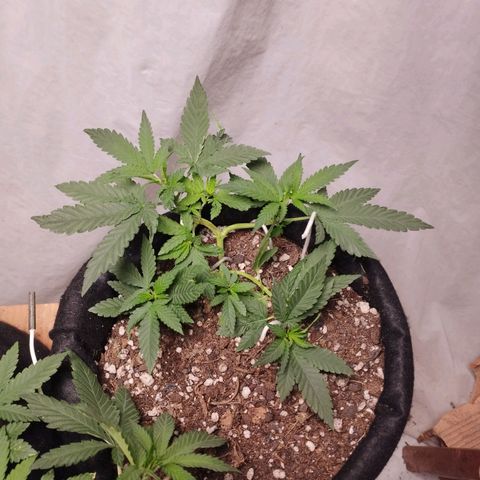 Gelato #2 growlog timeline photo