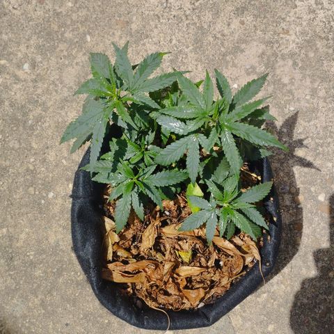 Gelato #2 growlog timeline photo