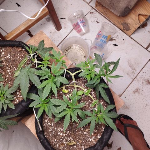 Gelato #2 growlog timeline photo