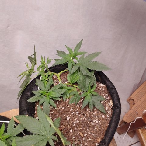 Gelato #2 growlog timeline photo