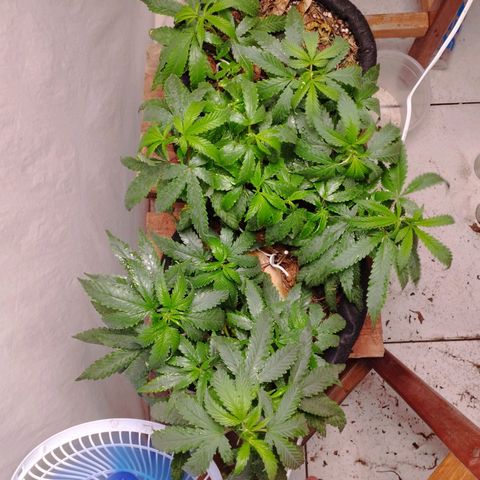 Gelato #2 growlog photo: Primeira rega com fert de floração e menos 1:30 horas no período vegetativa, vou fazer a troca gradual para o 12/12