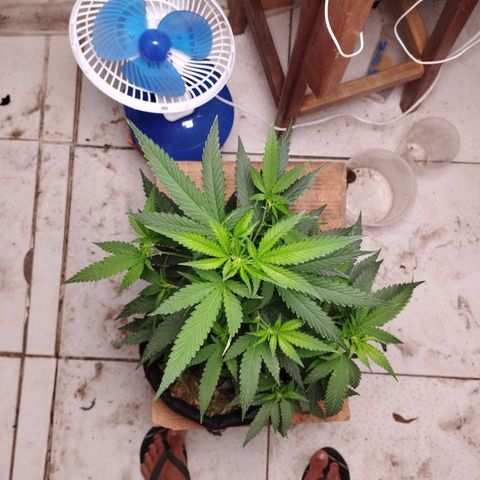 Gelato #2 growlog photo: 11 dias de floração