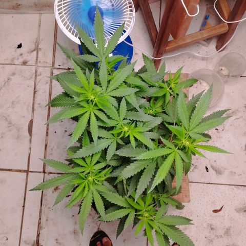 Gelato #2 growlog photo: 11 dias de floração