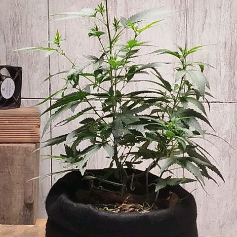 Gelato #2 growlog timeline photo