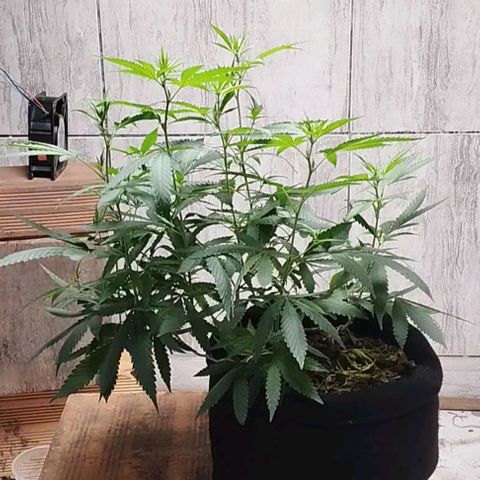 Gelato #2 growlog timeline photo