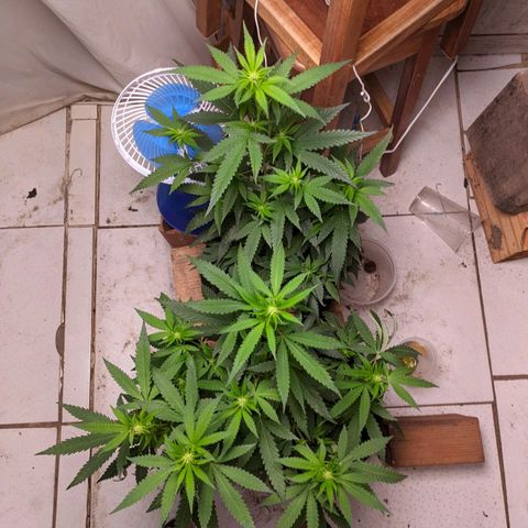 Gelato #2 growlog timeline photo