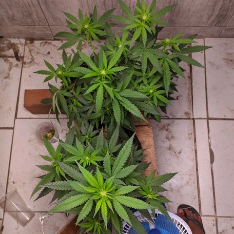 Gelato #2 growlog timeline photo