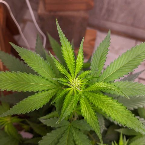 Gelato #2 growlog timeline photo