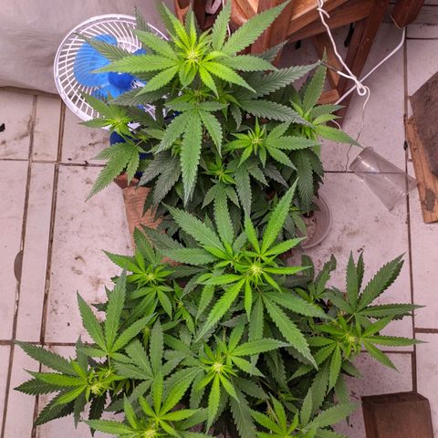 Gelato #2 growlog timeline photo