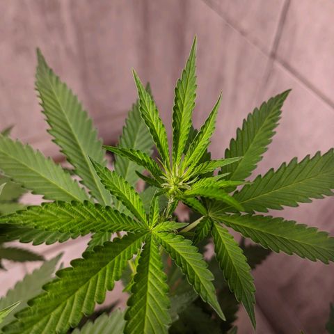 Gelato #2 growlog timeline photo