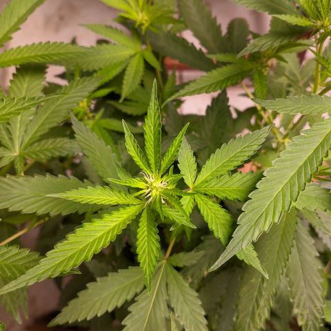 Gelato #2 growlog timeline photo