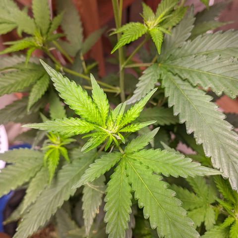 Gelato #2 growlog timeline photo