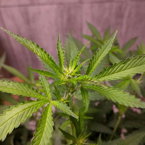 Gelato #2 growlog timeline photo