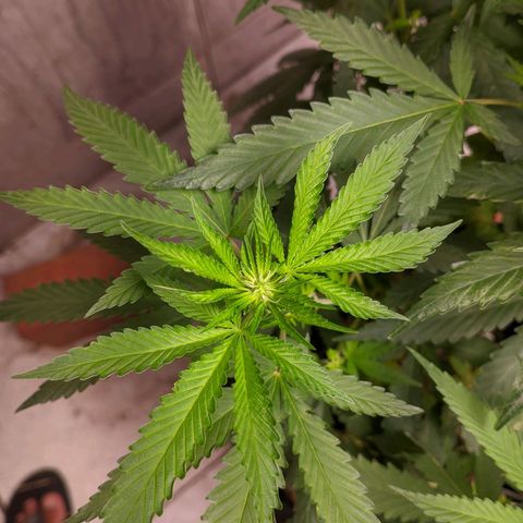 Gelato #2 growlog timeline photo