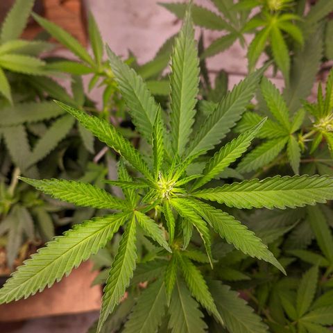 Gelato #2 growlog timeline photo