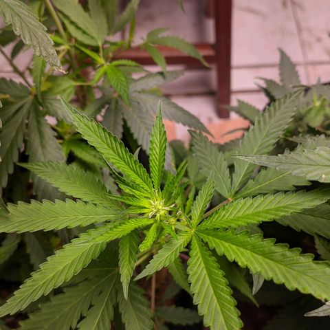Gelato #2 growlog timeline photo