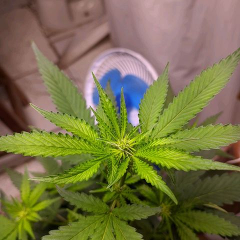 Gelato #2 growlog timeline photo