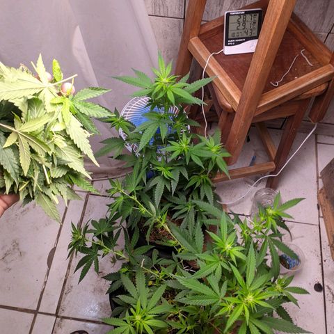 Gelato #2 growlog photo: Desfoliação
