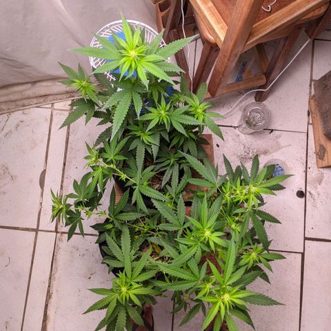 Gelato #2 growlog photo: Desfoliação