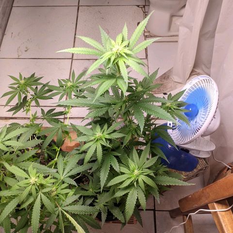 Gelato #2 growlog timeline photo