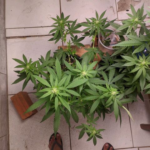 Gelato #2 growlog timeline photo