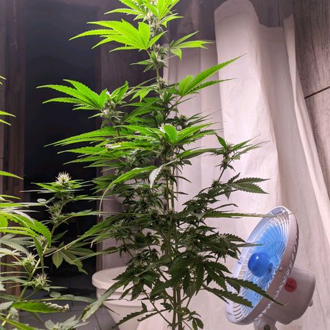 Gelato #2 growlog timeline photo