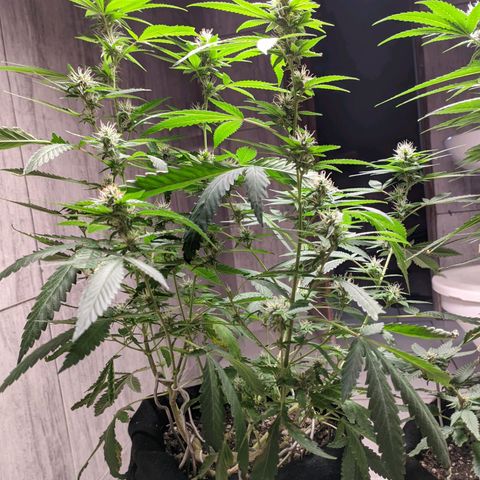 Gelato #2 growlog timeline photo