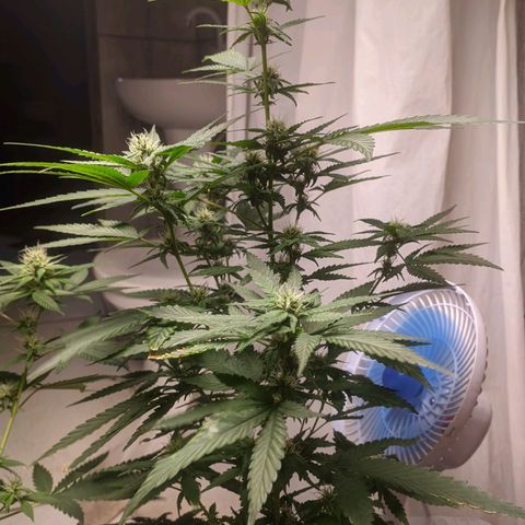 Gelato #2 growlog timeline photo