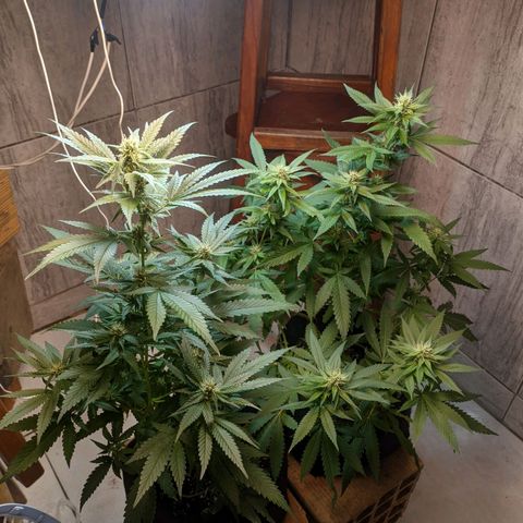 Gelato #2 growlog timeline photo