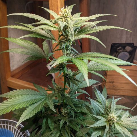 Gelato #2 growlog timeline photo