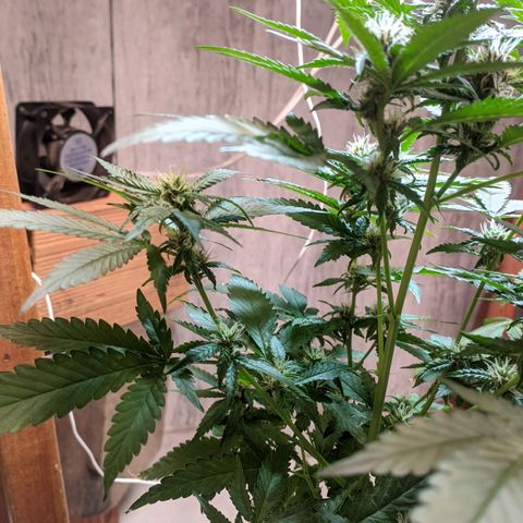Gelato #2 growlog timeline photo