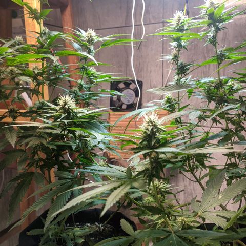 Gelato #2 growlog timeline photo