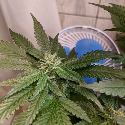 Gelato #2 growlog timeline photo