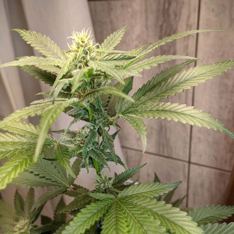 Gelato #2 growlog timeline photo