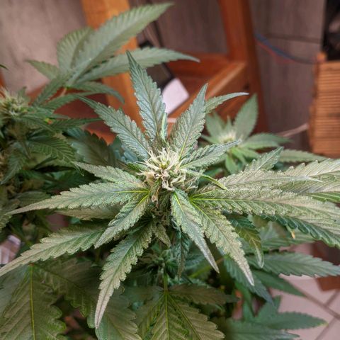 Gelato #2 growlog timeline photo